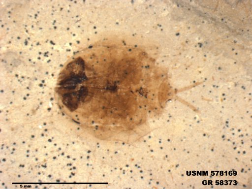 Denaeaspis chleonopsis