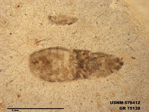 Insecta