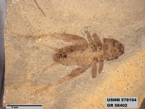 Insecta