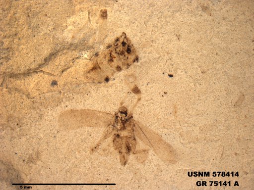 Genus sp
