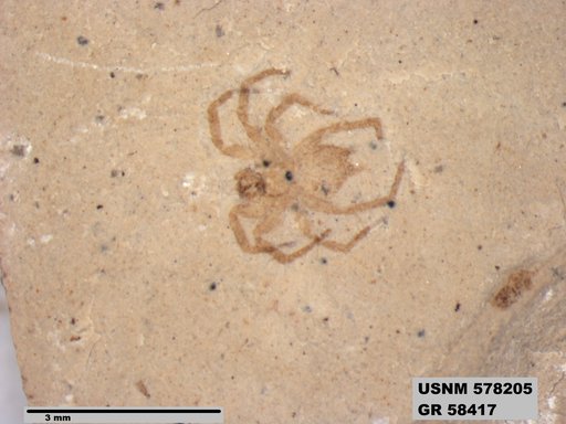 Insecta