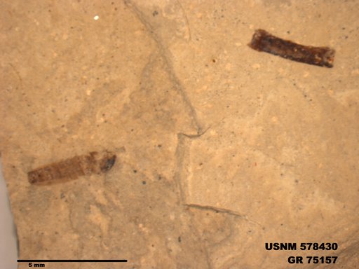Genus sp