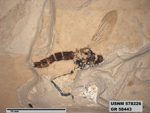 Genus sp