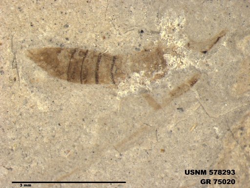 Insecta