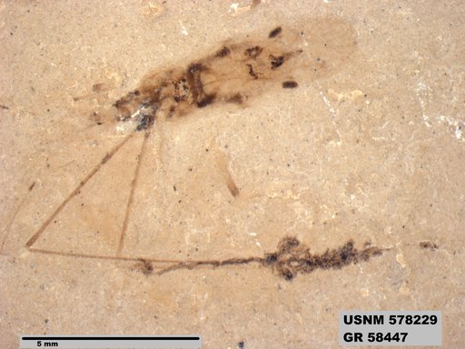Genus sp