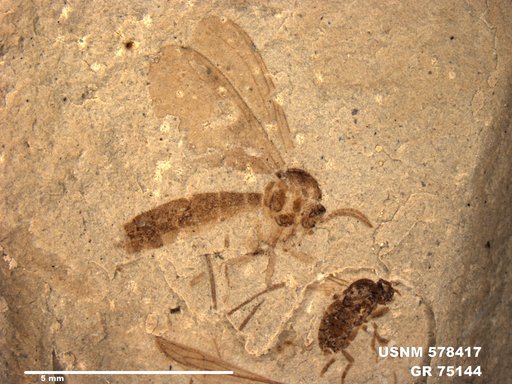 Genus sp