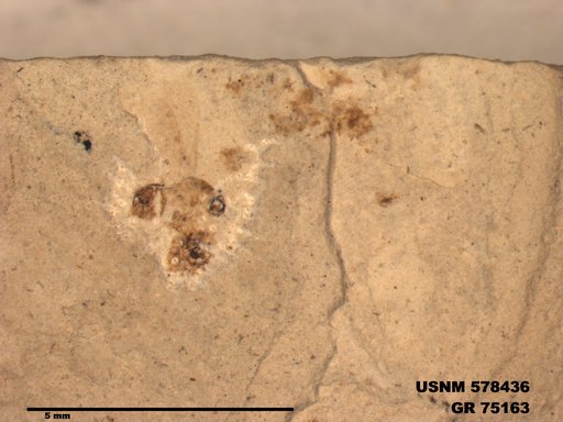 Genus sp