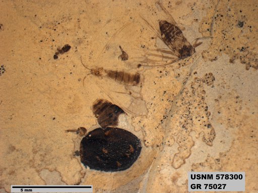 Genus sp