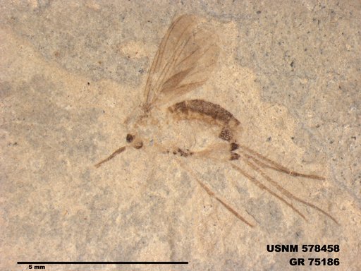Genus sp