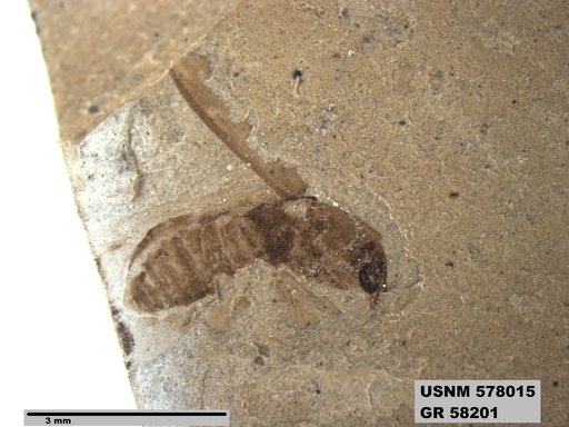 Insecta