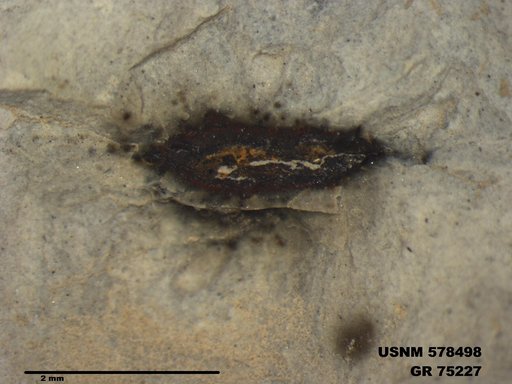 Insecta