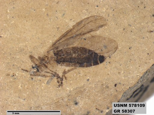 Insecta