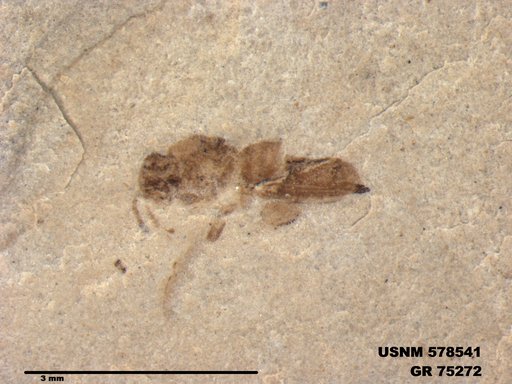 Insecta