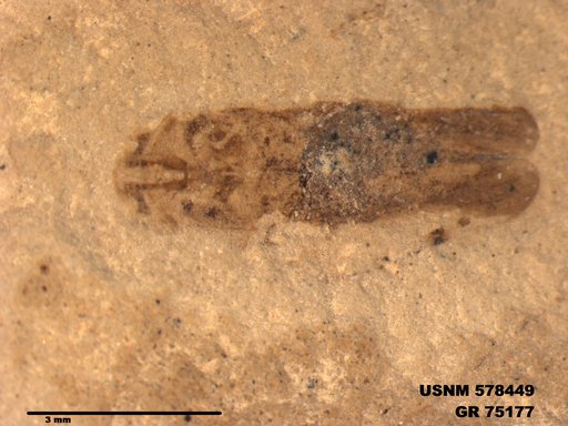 Genus sp