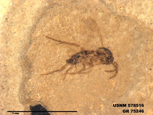 Genus sp