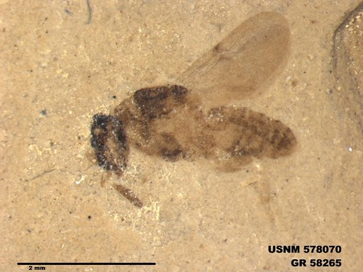 Insecta