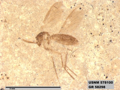Insecta
