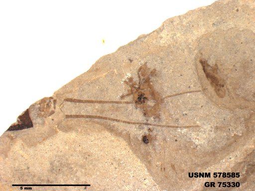Insecta