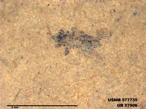 Insecta