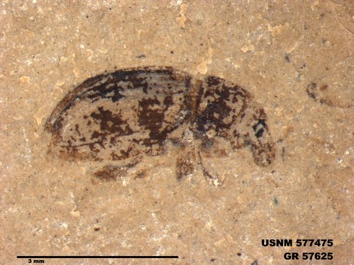 Insecta