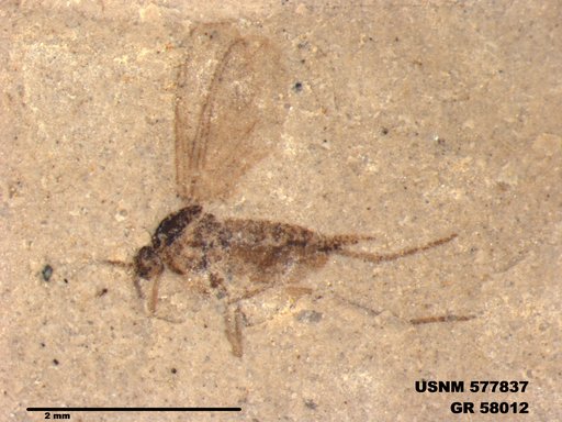 Insecta