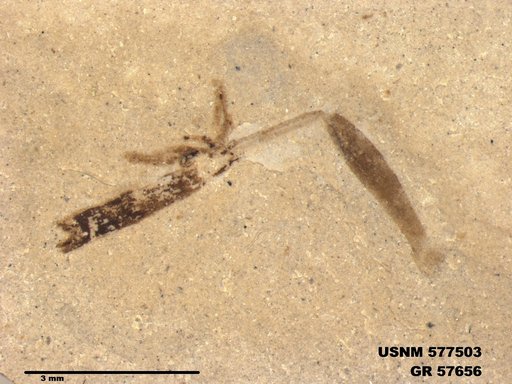 Insecta