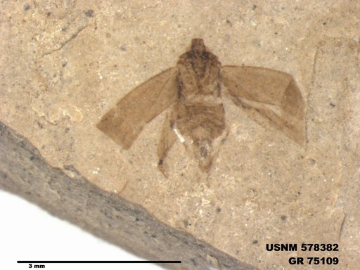 Genus sp