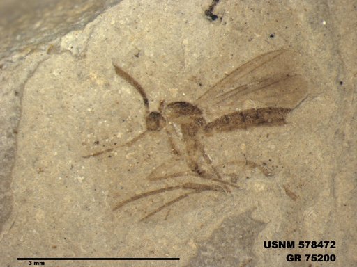 Genus sp