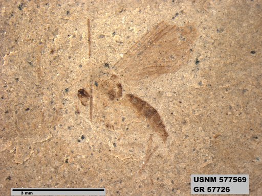 Insecta