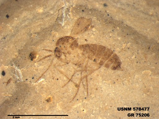 Genus sp