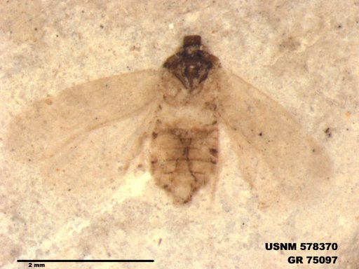 Genus sp