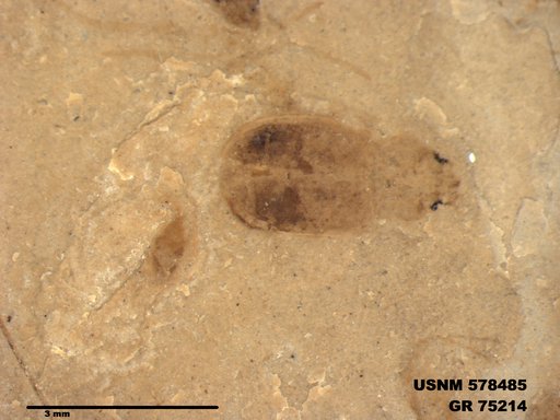 Genus sp