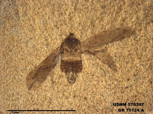 Genus sp