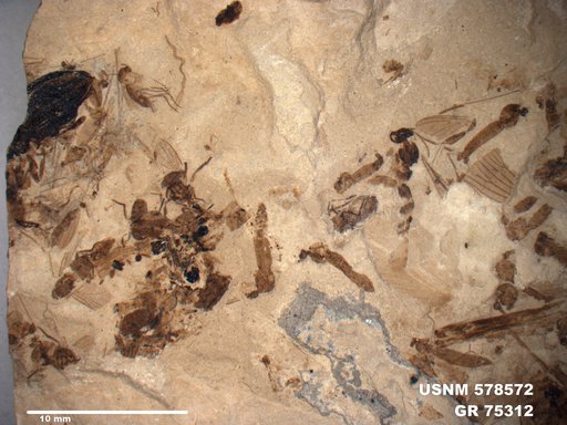 Genus sp