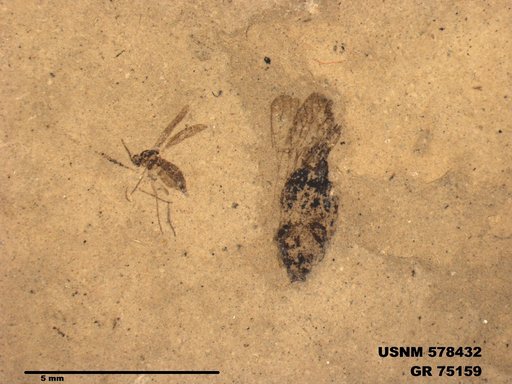 Genus sp