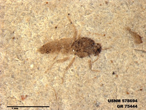 Insecta