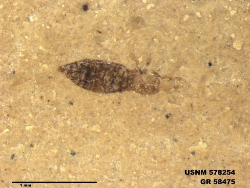 Insecta