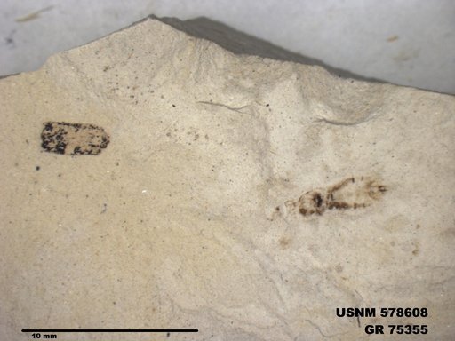 Insecta