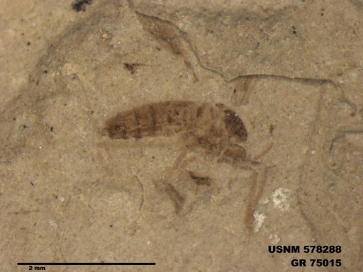 Genus sp