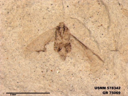 Genus sp