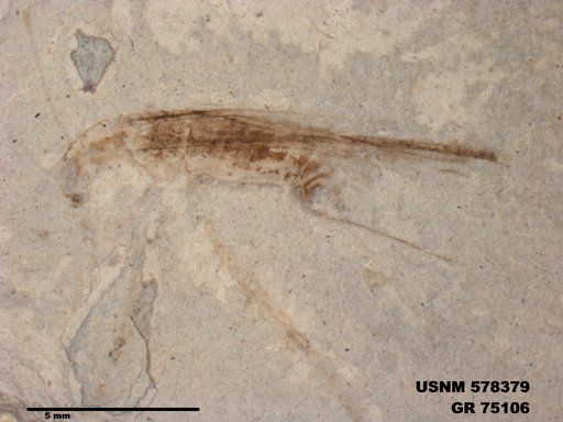 Genus sp
