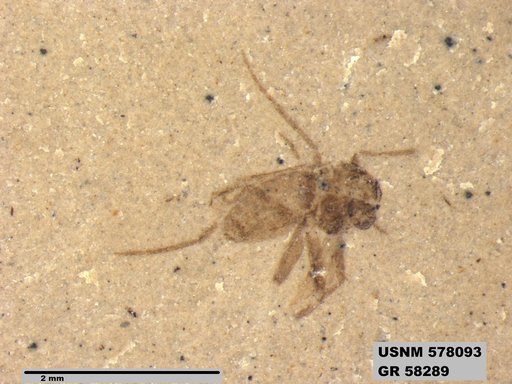 Insecta
