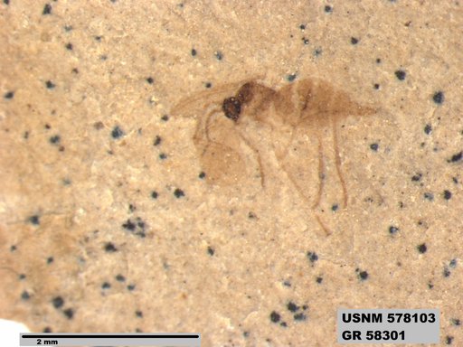 Insecta