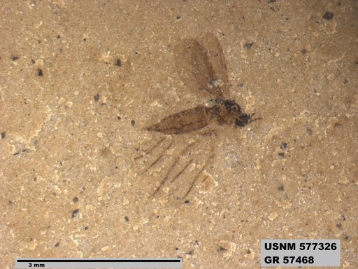 Insecta