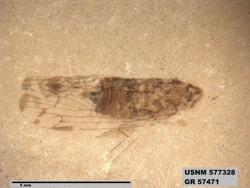 Genus sp
