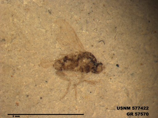Insecta