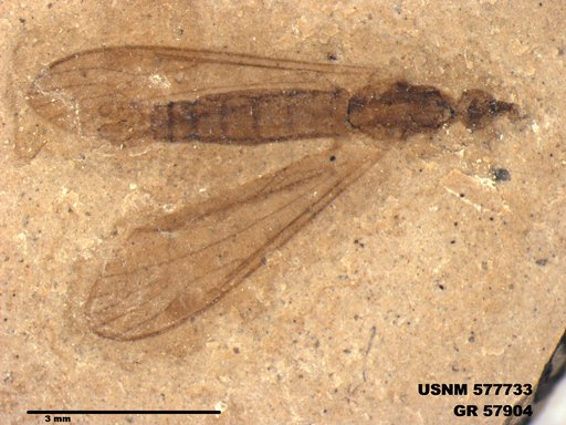 Insecta