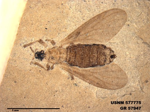 Insecta