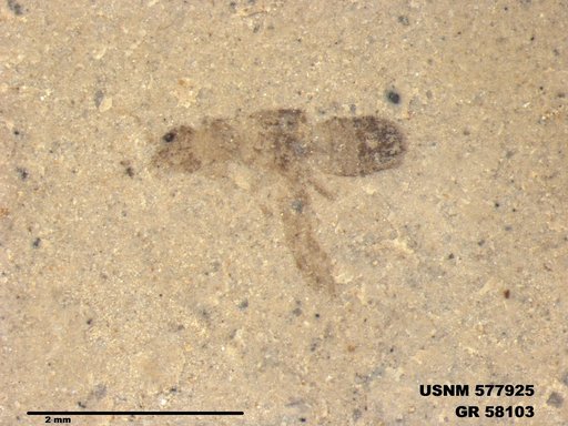 Insecta