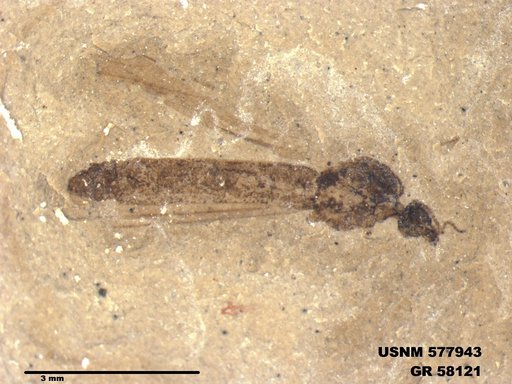 Insecta